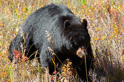 BlackBear_ElkCreek_8377