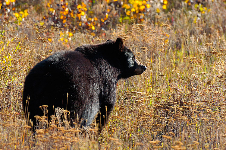 BlackBear_TowerJunction_7938