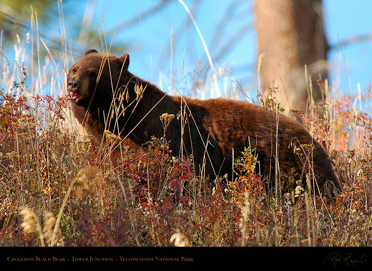 CinnamonBear_TowerJunction_8165