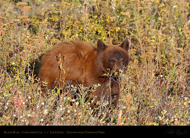 CinnamonCub_ElkCreek_0643