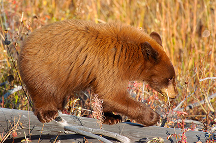 CinnamonCub_ElkCreek_0655