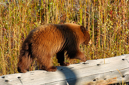 CinnamonCub_ElkCreek_0670