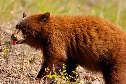 CinnamonCub_ElkCreek_8445