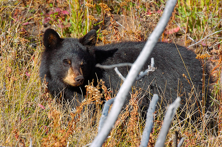 BlackBearCub_RooseveltLodge_8732