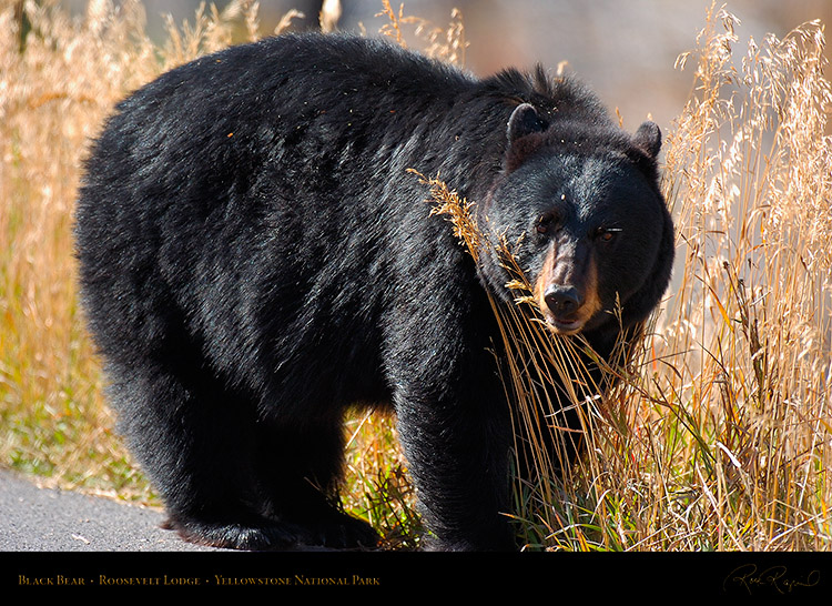 BlackBear_RooseveltLodge_8577