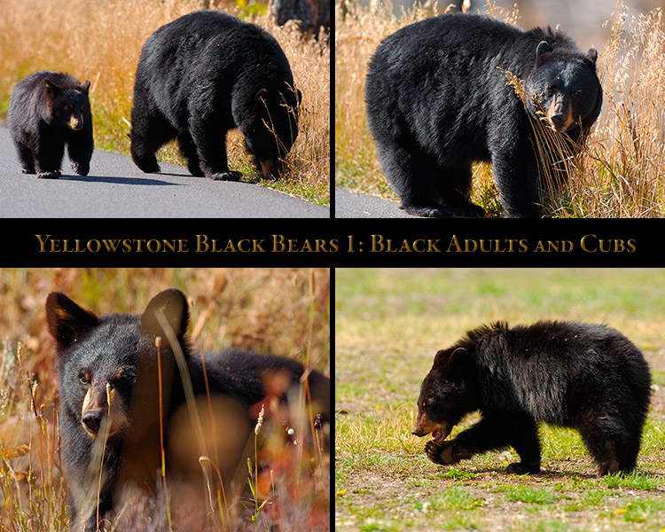 BlackBears_1