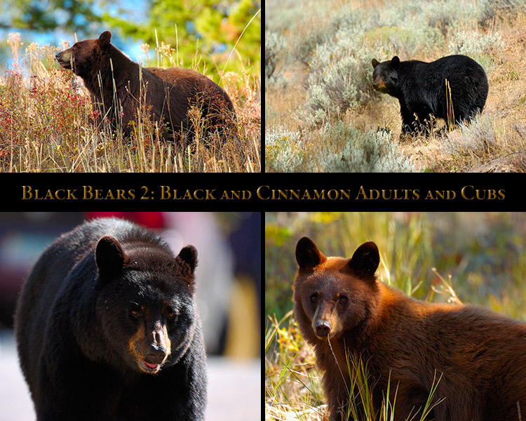 BlackBears_2