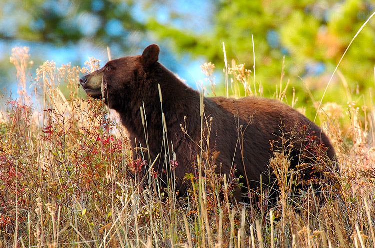 CinnamonBear_TowerJunction_8131