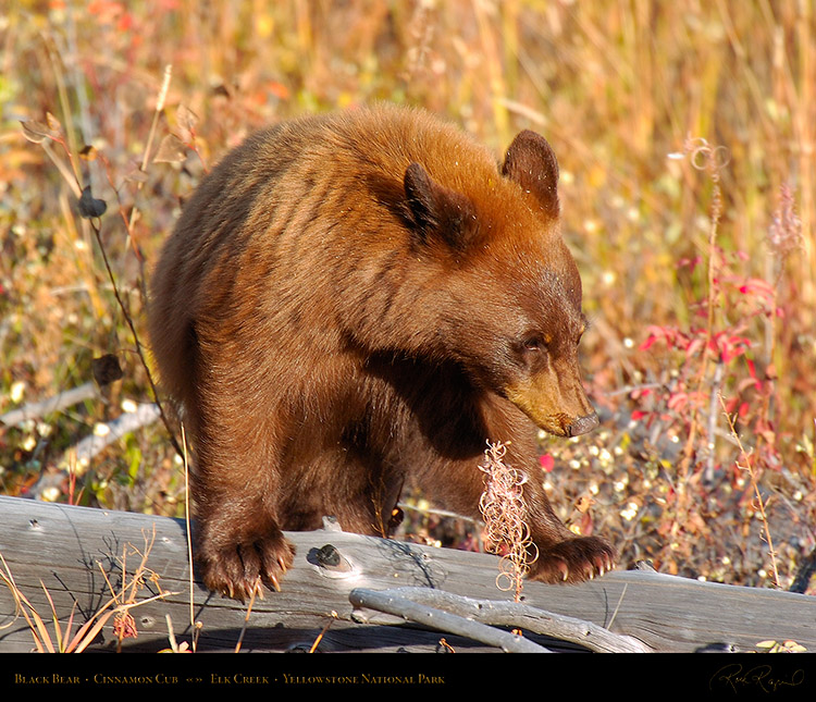 CinnamonCub_ElkCreek_0653M