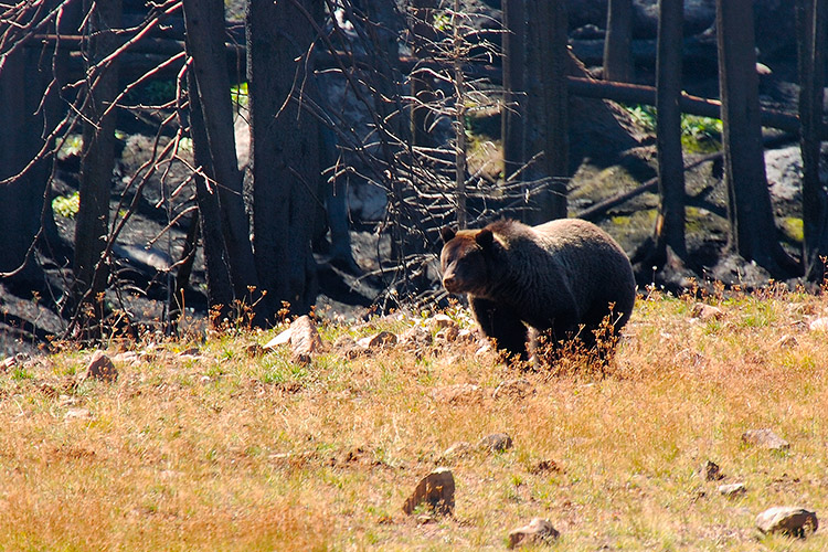 GrizzlyBear_SylvanLake_7962