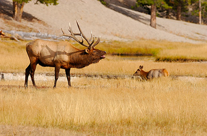 ElkBugling_NorrisJunction_0010