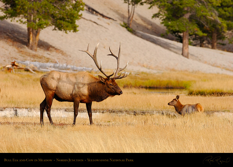 Elk_NorrisJunction_0017