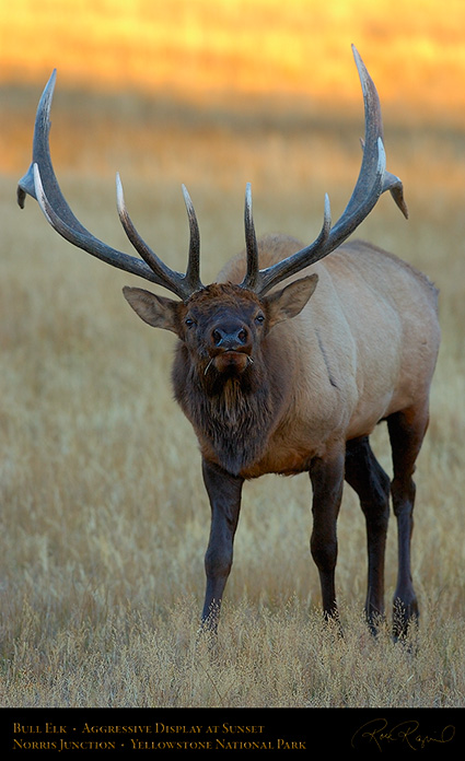 Elk_atSunset_NorrisJunction_0796