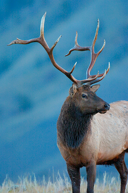 Elk_DawnPortrait_LowerMammoth_7525