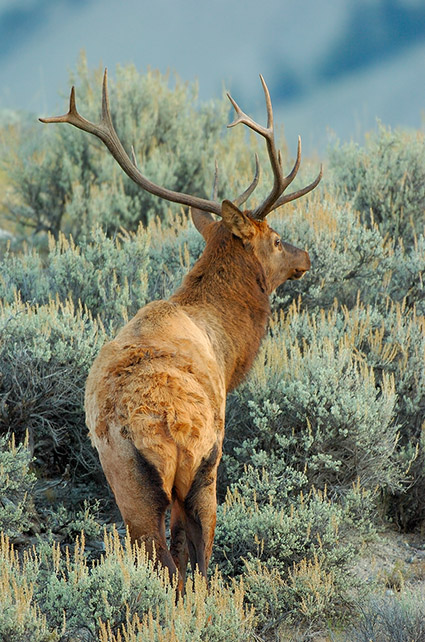 Elk_atDawn_LowerMammoth_0211