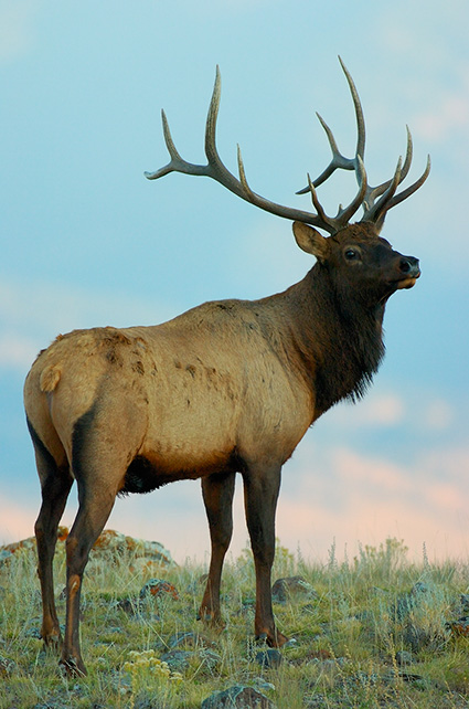 Elk_atDawn_LowerMammoth_0214