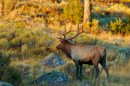 Elk_atSunrise_LowerMammoth_7726