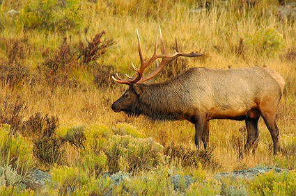 Elk_atSunrise_LowerMammoth_8061