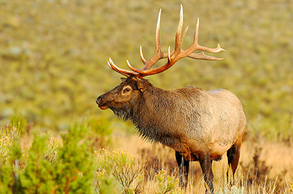 Elk_atSunrise_LowerMammoth_8075