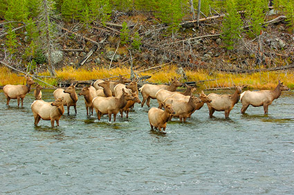 ElkCrossing_MadisonRiver_0796