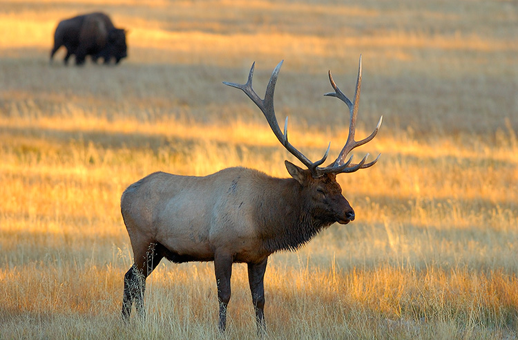 Elk_atSunset_NorrisJunction_0781