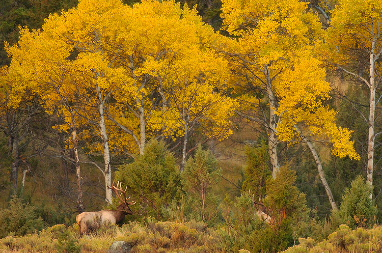 Elk_inCottonwoods_LowerMammoth_8025