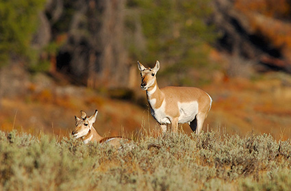 PronghornFemales_BlacktailPlateau_0363