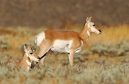PronghornFemales_BlacktailPlateau_0431