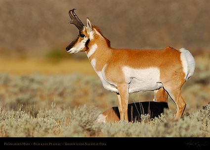 Pronghorn_BlacktailPlateau_0424