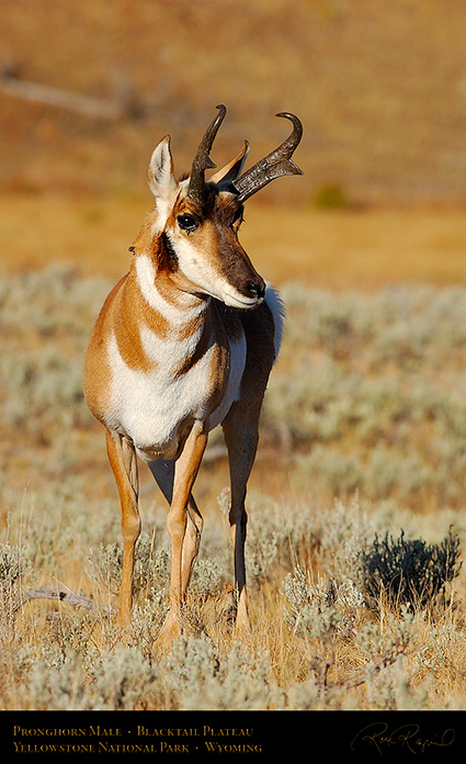 Pronghorn_BlacktailPlateau_0466c