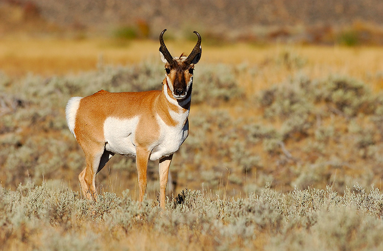 Pronghorn_BlacktailPlateau_0495