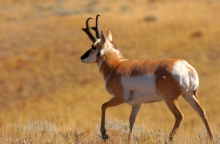 Pronghorn_BlacktailPonds_9971