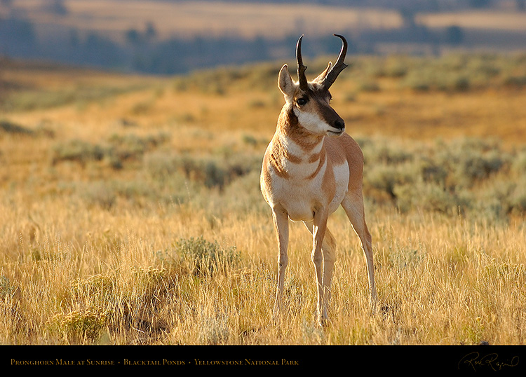 Pronghorn_atSunrise_BlacktailPonds_8840