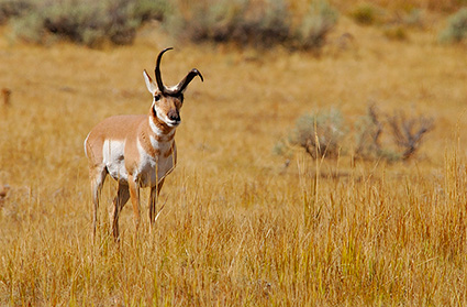 Pronghorn_LavaCreek_8965