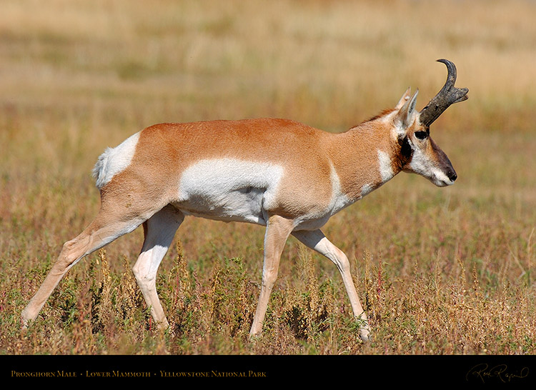 Pronghorn_LowerMammoth_7542