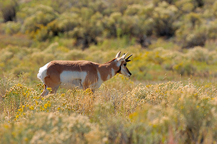 Pronghorn_YoungMale_LowerMammoth_7601