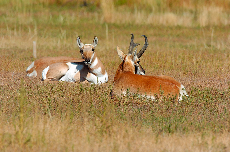 Pronghorns_LowerMammoth_7547