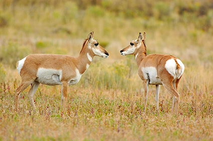 PronghornFemales_NorthEntrance_Yellowstone_0182