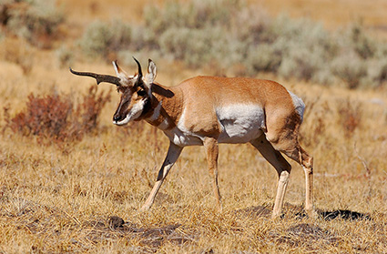 Pronghorn_LamarValley_0950