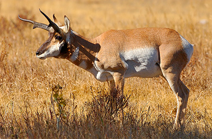 Pronghorn_LamarValley_0963