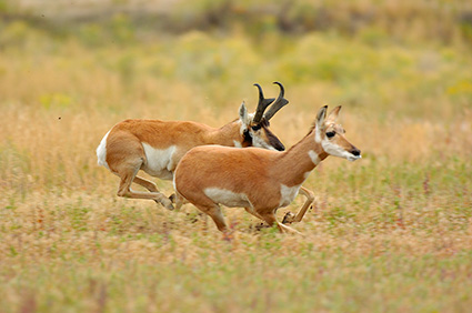 Pronghorns_NorthEntrance_Yellowstone_0163