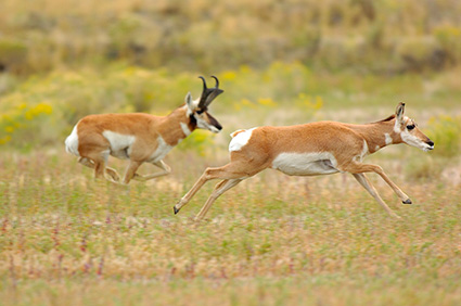 Pronghorns_NorthEntrance_Yellowstone_0167