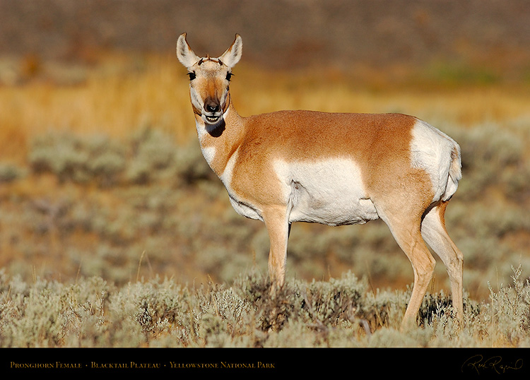 PronghornFemale_BlacktailPlateau_0491