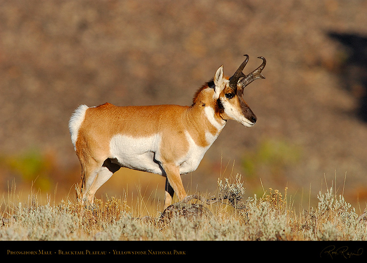 Pronghorn_BlacktailPlateau_0351