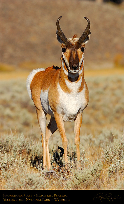 Pronghorn_BlacktailPlateau_0470