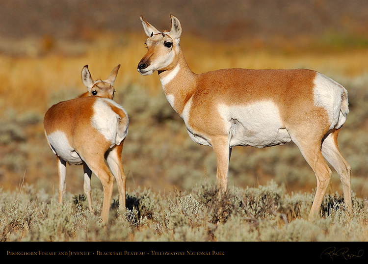 Pronghorn_FemaleJuvenile_BlacktailPlateau_0483