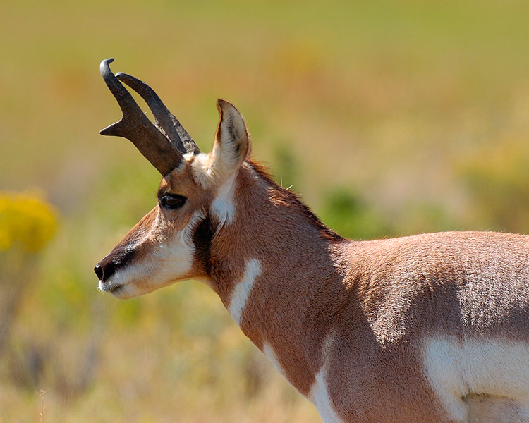 Pronghorn_LowerMammoth_7617M