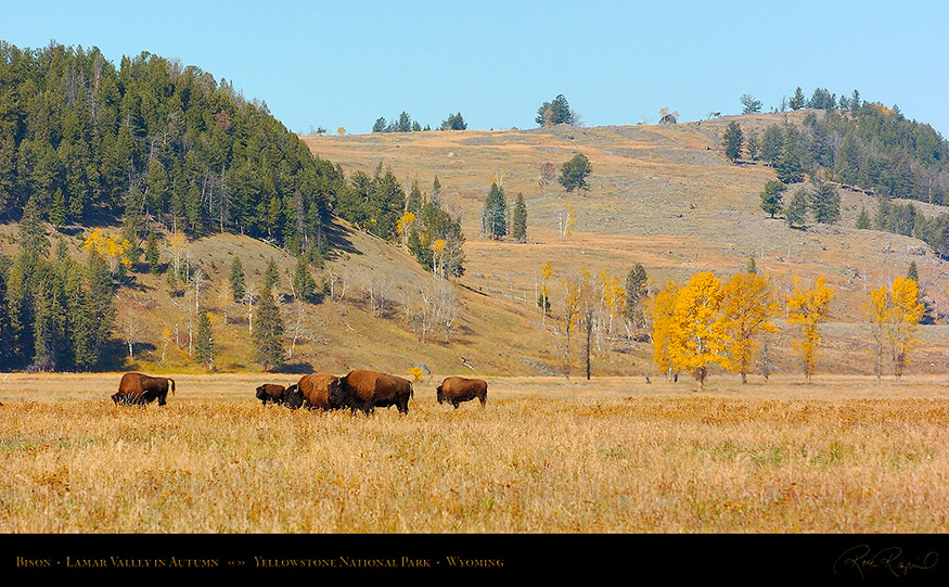 Bison_LamarValley_0764_16x9