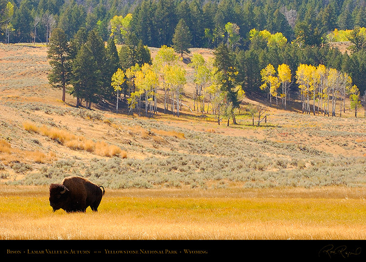 Bison_LamarValley_9926