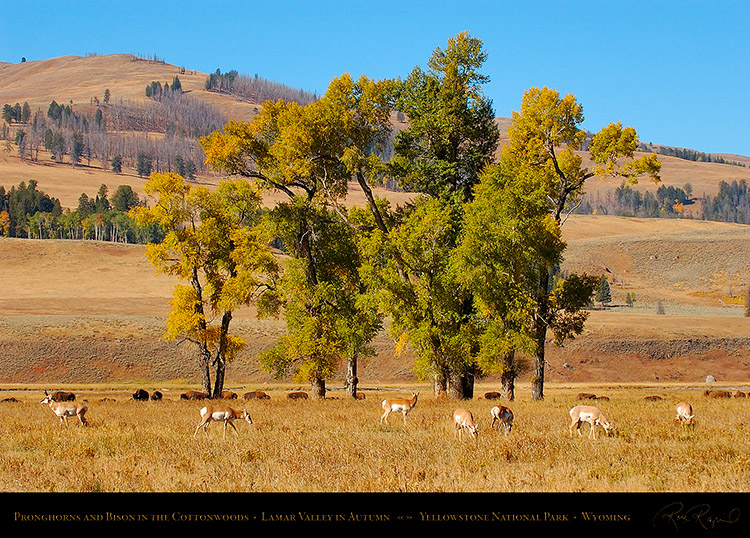 Pronghorns_LamarValley_0589